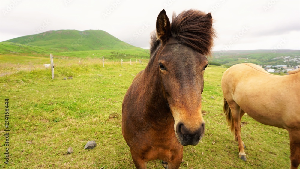 Obraz premium Island hourse