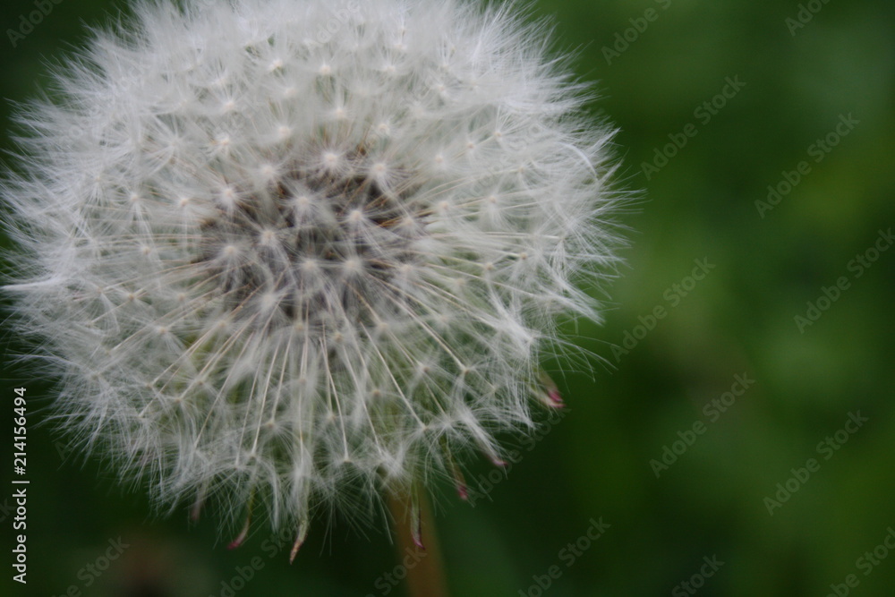 Pusteblume Pusteblume