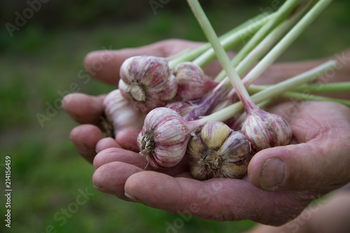 New harvest of garlic in hands