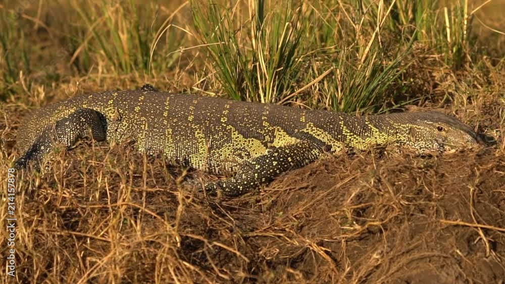 African monitor lizard on the bank of choke river African monitor lizard on the bank of choke river