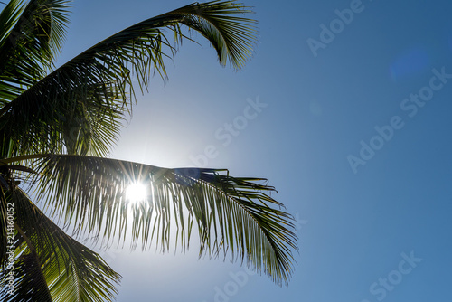 TROPICAL