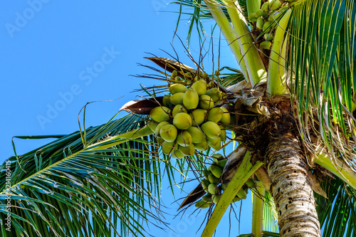 TROPICAL