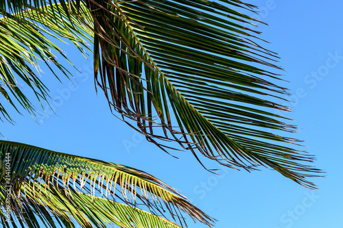 TROPICAL