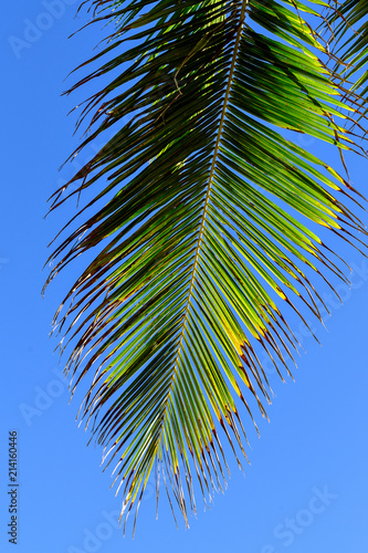 TROPICAL