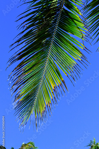 TROPICAL