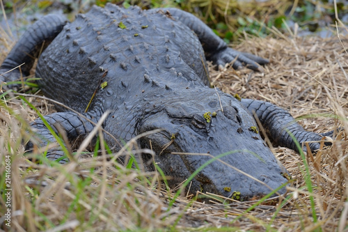 La Chua gator