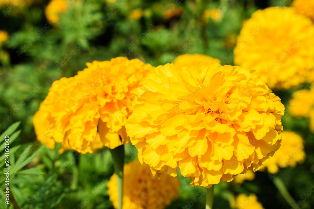 Close up Marigold flowers in the garden. Close up Marigold flowers in the garden.