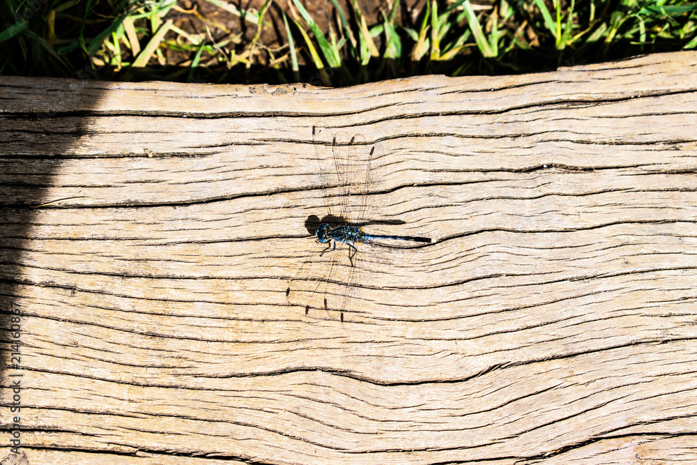 Dragonfly on old plank wooden background. Dragonfly on old plank wooden background.