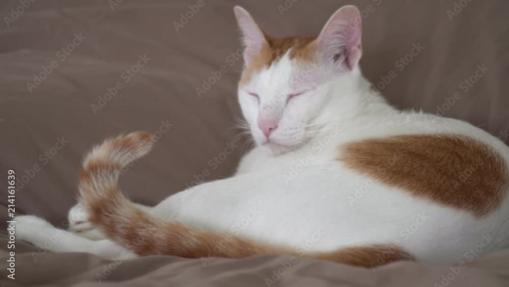White and Ginger Domestic Cat Sleeping in Bed. Comfort and Coziness White and Ginger Domestic Cat Sleeping in Bed. Comfort and Coziness