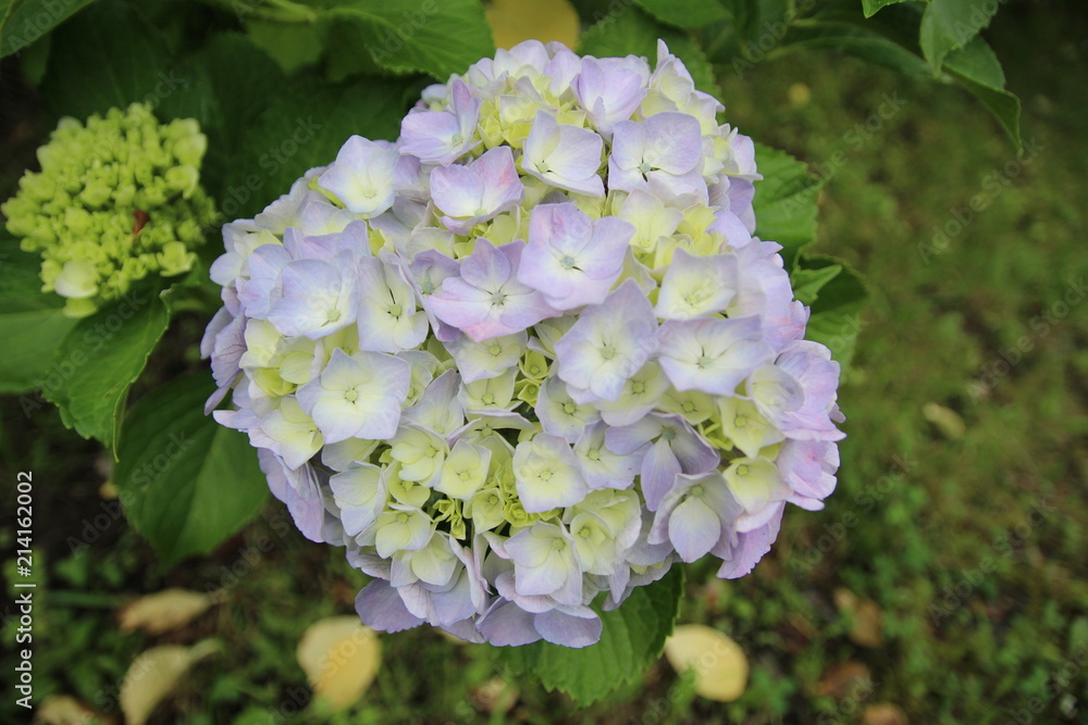 花 ピンク 自然 庭 花 植える 緑 ばら サマータイム 全盛期 とぶ 植物 咲く フローラル 葉 アジサイ 美しい 白 美しさ 紫 すごい ライラック ガーデニング ナチュラル Stock Photo Adobe Stock
