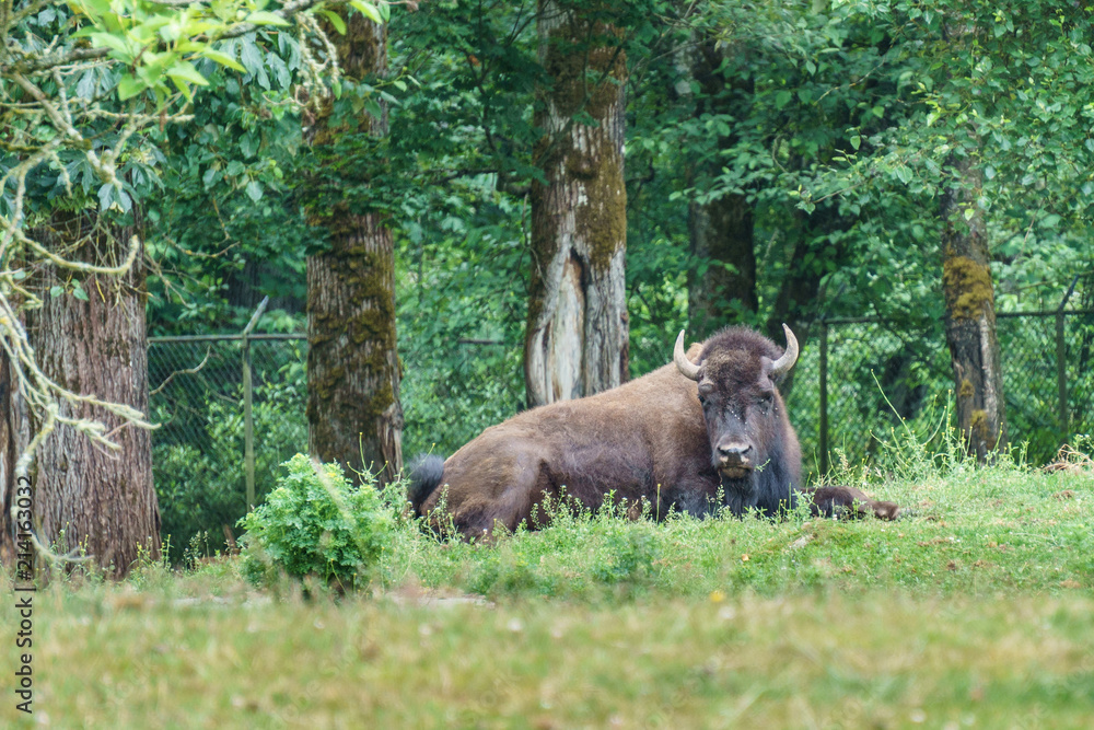 Big buffalo on a ranch or zoo. Big buffalo on a ranch or zoo.