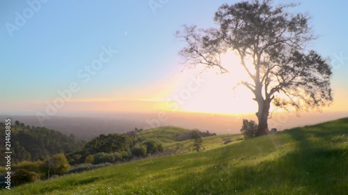 Tree on grassy hill at sunset overlooking city