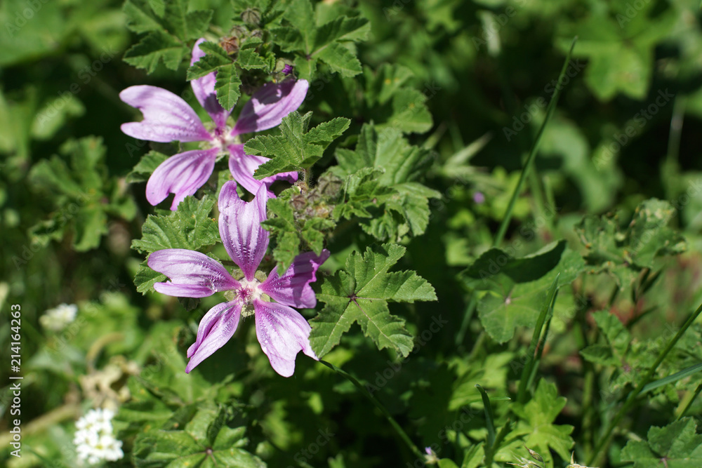 Purple flowers & wild herbes Purple flowers & wild herbes