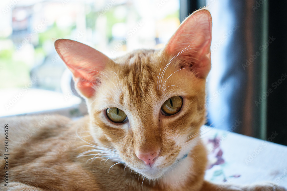 Close up cat.