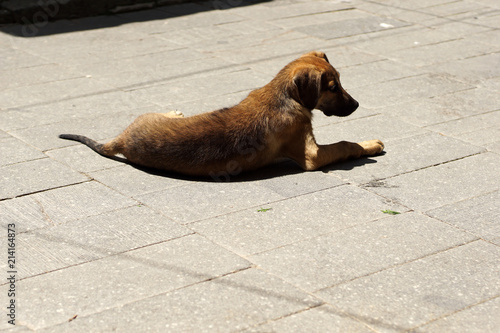 Stray dog enjoying the sun photo