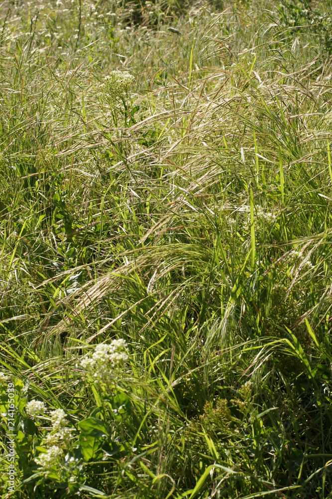 Obraz premium Tall green grass