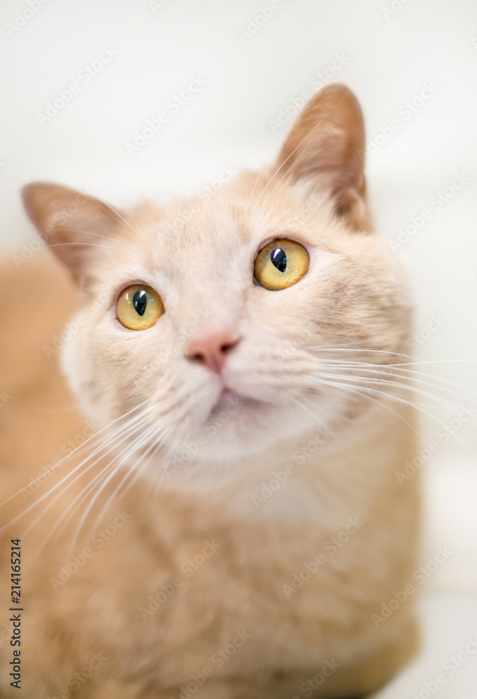 A buff domestic shorthair cat with bright yellow eyes