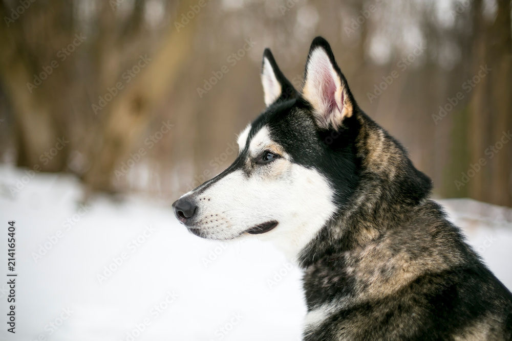 Profile of a Siberian Husky/Malamute mixed breed dog outdoors in the snow