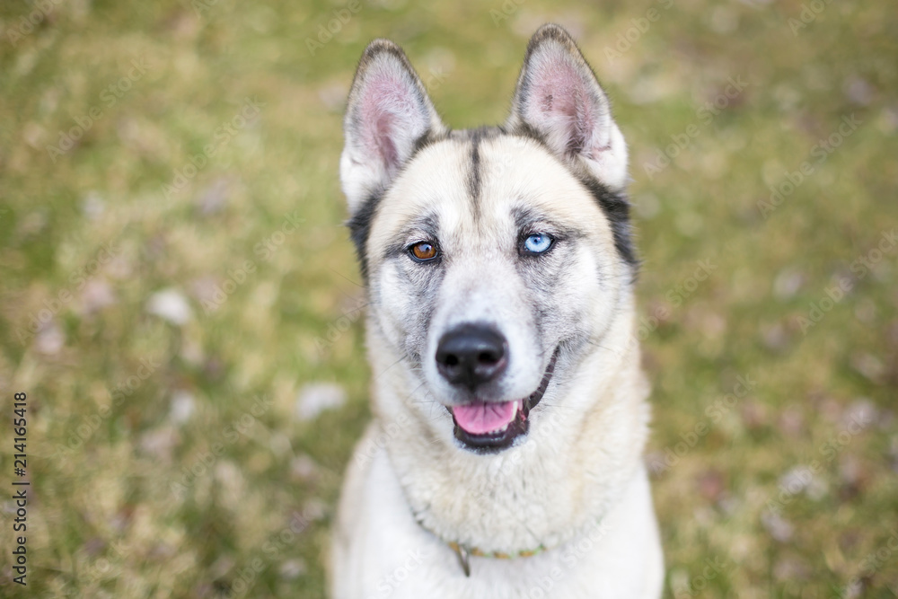 A Husky mixed breed dog with heterochromia, one blue eye and one brown eye A Husky mixed breed dog with heterochromia, one blue eye and one brown eye