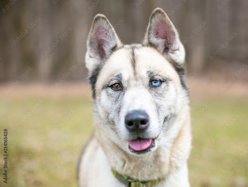 A Husky mixed breed dog with heterochromia, one blue eye and one brown eye A Husky mixed breed dog with heterochromia, one blue eye and one brown eye
