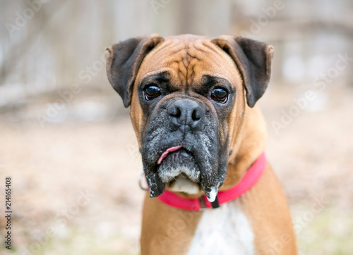 A purebred Boxer dog with a comical expression on its face © Mary Swift