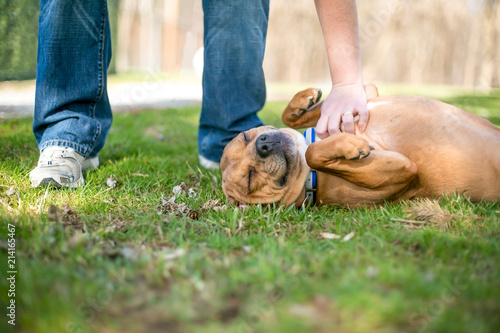 Принти на полотні A red and white mixed breed dog lying in the grass and receiving a belly rub