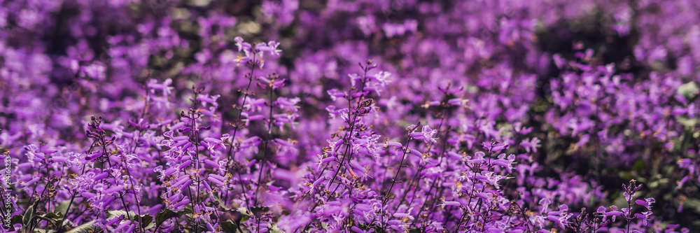 Lavender flowers at sunlight in a soft focus, pastel colors and blur ...