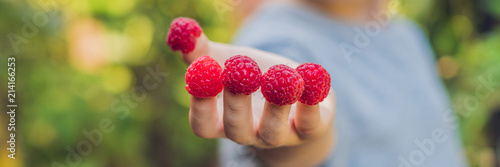 Child picking raspberry. Kids pick fresh fruit on organic raspberries farm. Children gardening and harvesting berry. Toddler kid eating ripe healthy berries BANNER long format photo