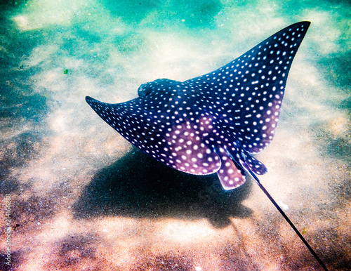 Fotografia underwater view Spotted Eagle Ray swimming in ocean with sandy sea bed