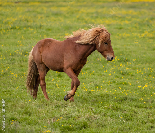 Icelandic Horse in a grass field