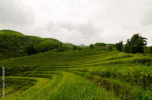 landscape of rice field in sapa town at vietnam with warm light