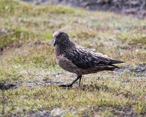 Great Skua  photo