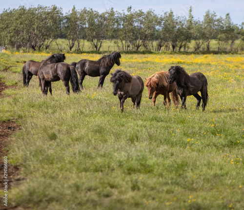 Group of Icelandic Horses in a grass field