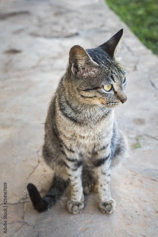 Obraz premium Grฟy lovely cat move, seat