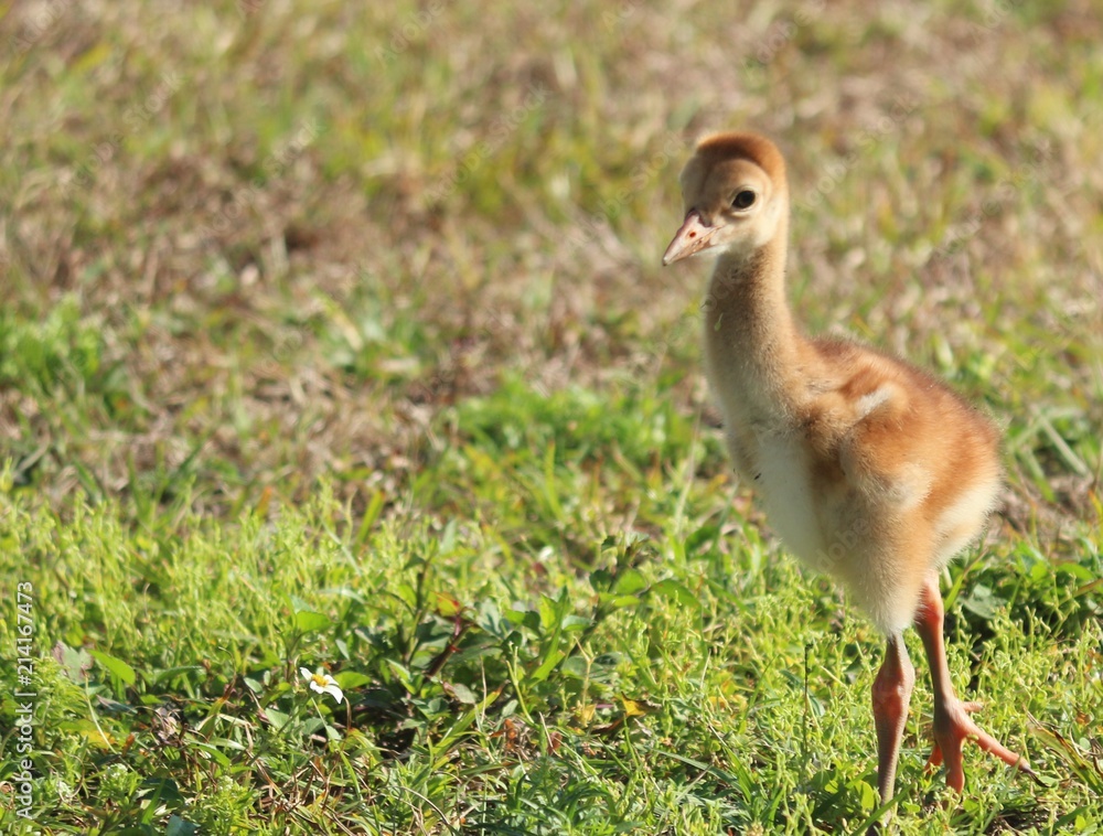 Baby Sand hill crane Bird of Florida Baby Sand hill crane Bird of Florida