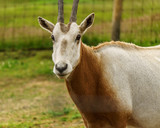 Scimitar horned oryx animal in zoo or farm.