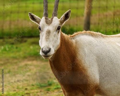 Scimitar horned oryx animal in zoo or farm.