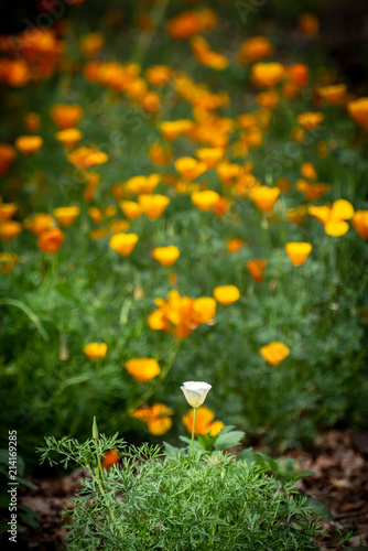 One white poppy with many orange poppies in the background.