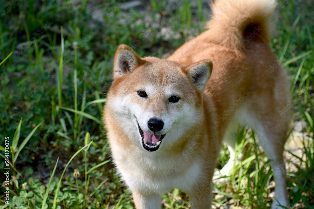 柴犬・笑顔・カメラ目線