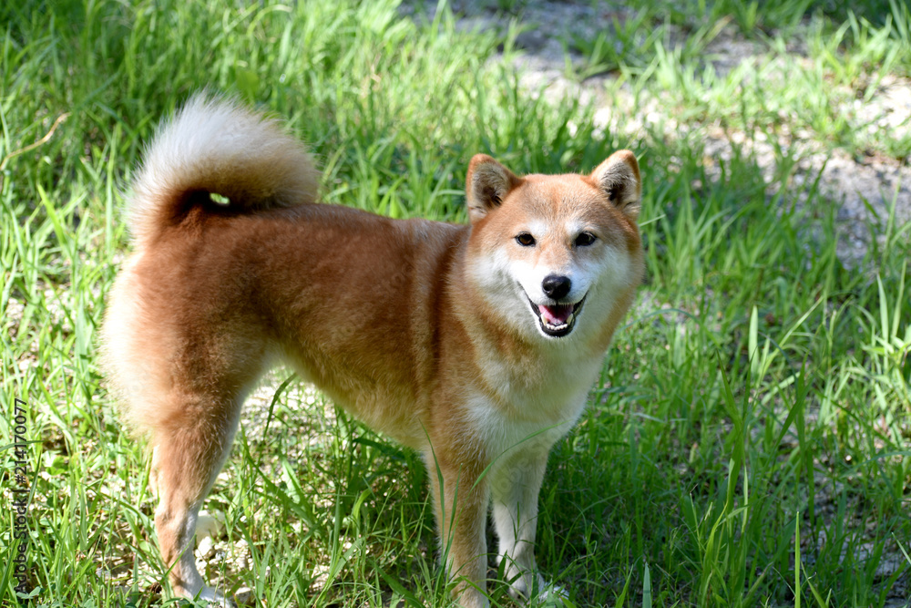 柴犬・笑顔・カメラ目線 柴犬・笑顔・カメラ目線