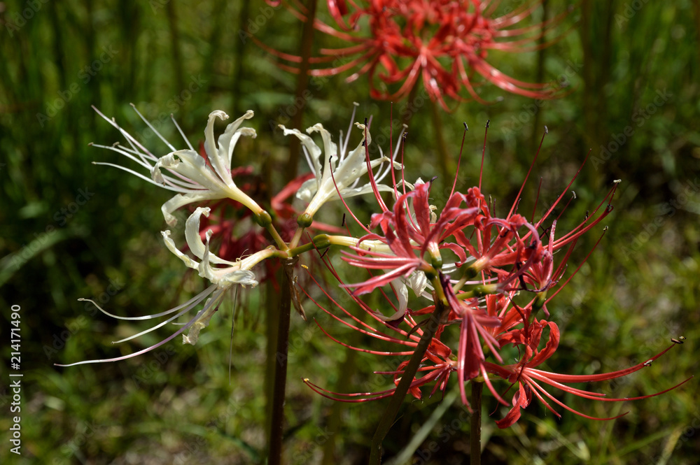 曼殊沙華 曼殊沙華