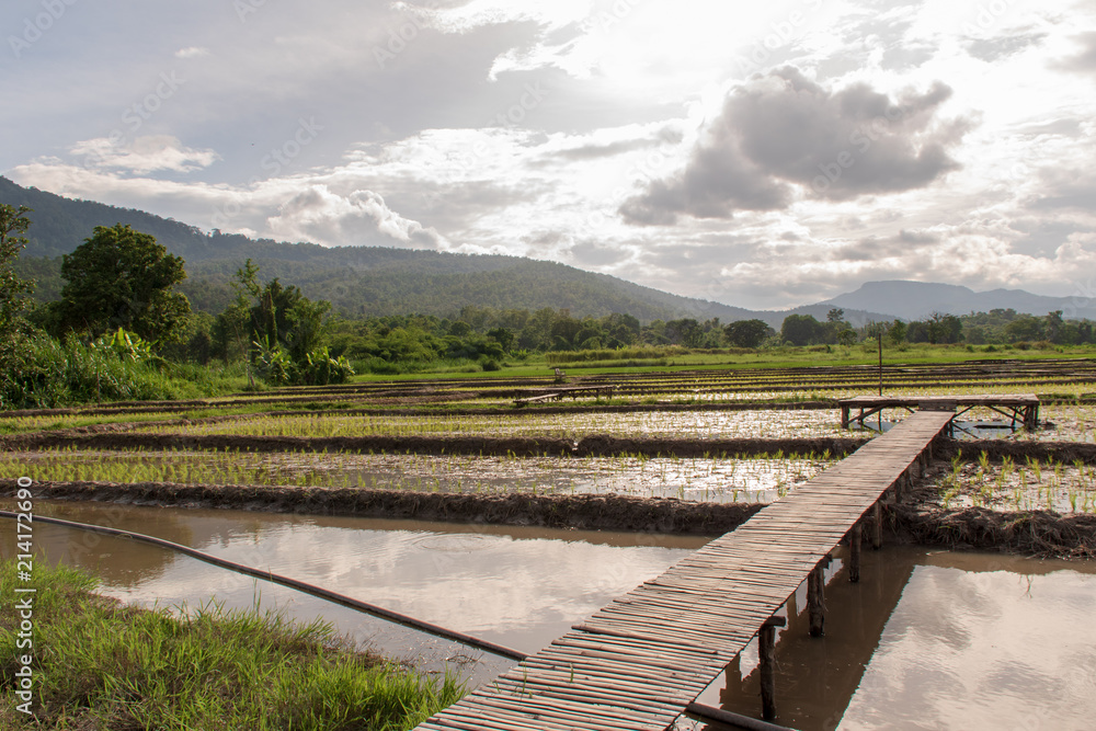 Rice fields have just started to grow. And bamboo is made into bridges, walkways and lounges.