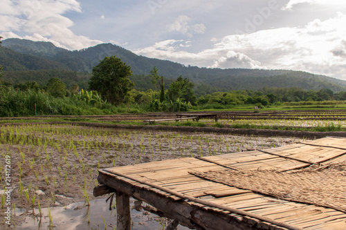 Rice fields have just started to grow. And bamboo is made into bridges, walkways and lounges.