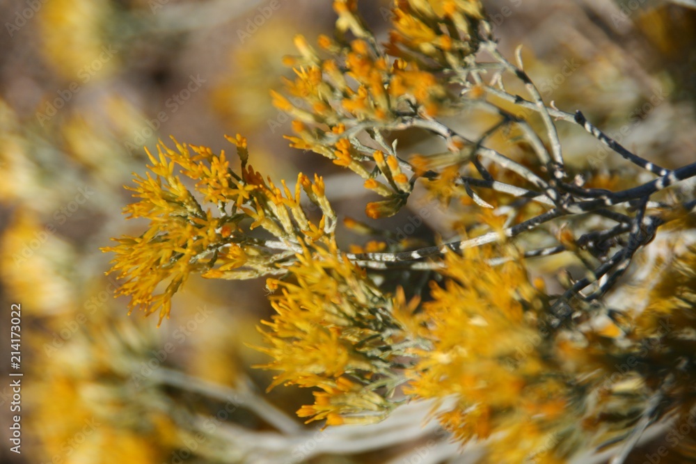 Sagebrush Sagebrush