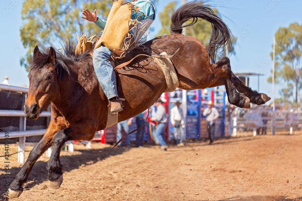 Bucking Bronco Horse At Country Rodeo Stock Photo | Adobe Stock