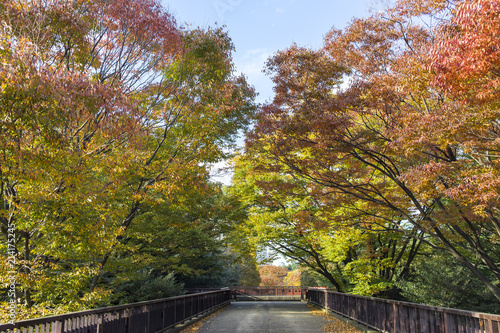 東京の秋 紅葉した公園の木々