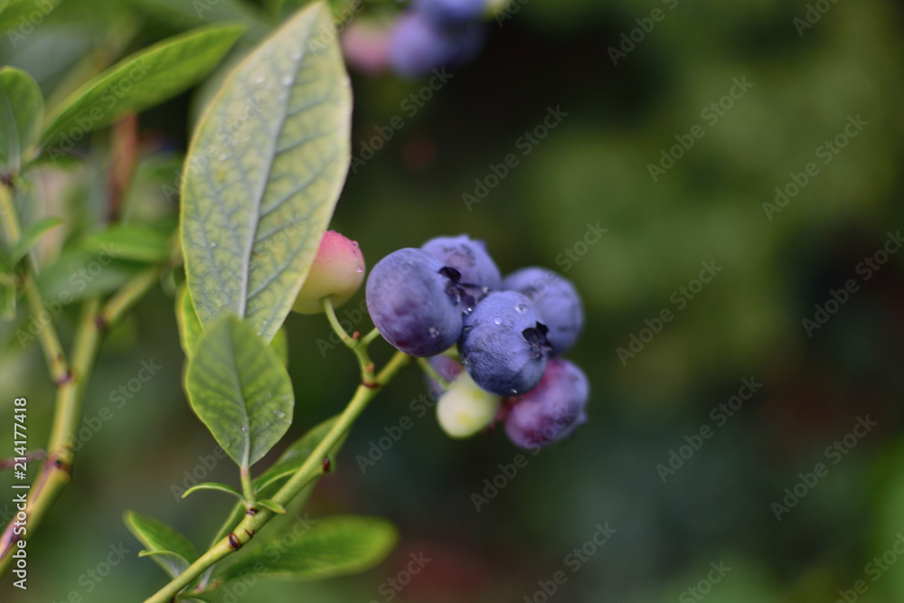 close-up purple and green berries of a blueberry in transparent rain drops on a green blurred background close-up purple and green berries of a blueberry in transparent rain drops on a green blurred background