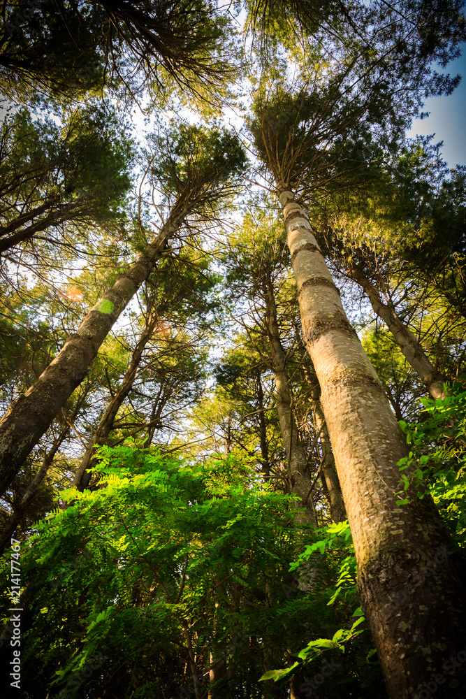 Fototapeta premium Green Forest Trees in Perspective