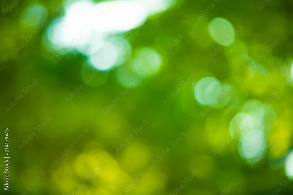 Obraz premium 玉ボケ 背景 木漏れ日 葉