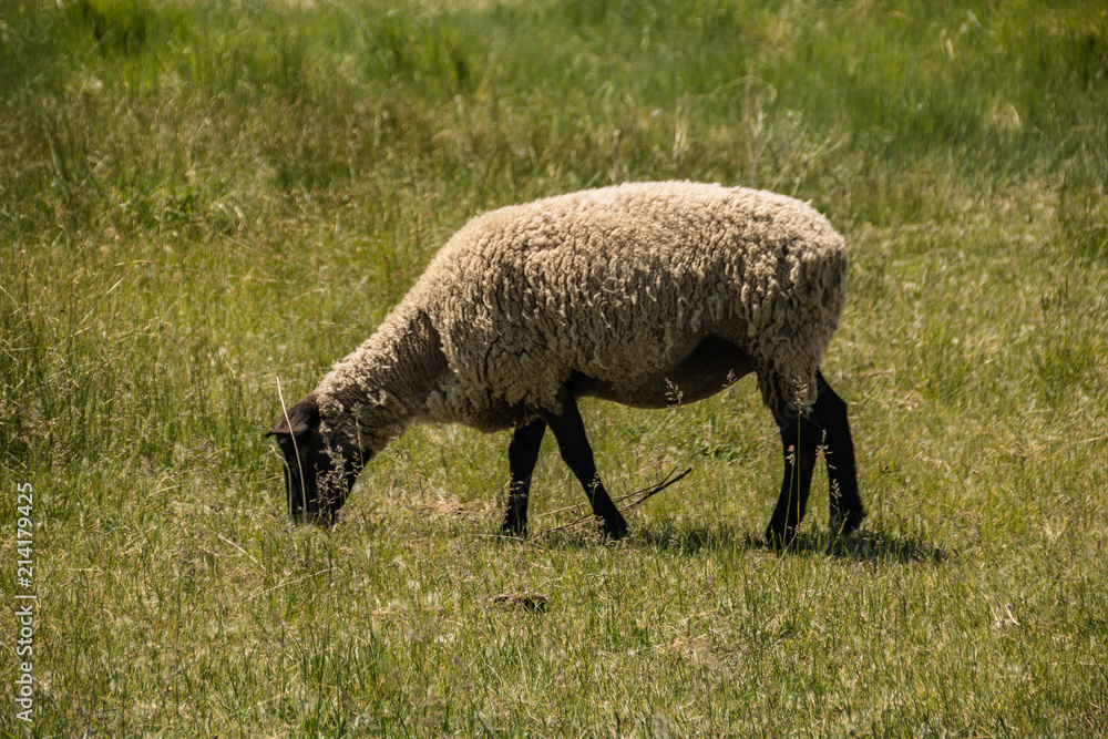 Fototapeta premium Sheep